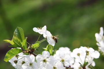The bee standing on the flowers.