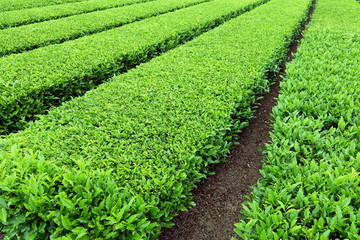 Fototapeta na wymiar tea field