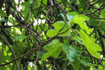 Fig tree (Ficus carica) with unripe green fruits close-up