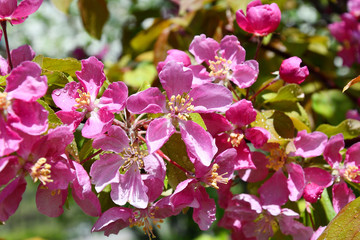 Fototapeta na wymiar Pink flowers of the Apple-tree