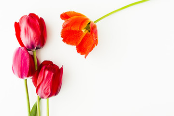 Tulip flowers on white table with human hand and copy space for your text top view. Flat lay