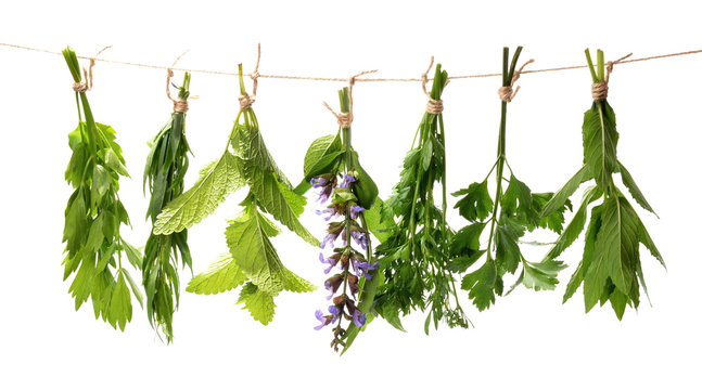 Set of fresh herbs hanging  on an isolated white background.