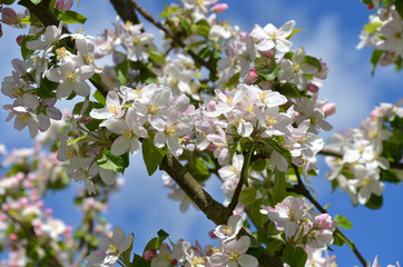 Blüten eines Apfelbaumes
