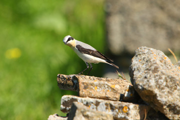 Male Northern Wheatear / Oenanthe oenanthe