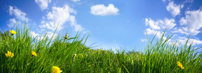 Juicy fresh young grass with yellow dandelions close-up on summer nature on blue sky background...