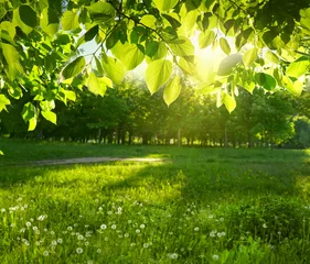 Papier Peint photo Herbe Young juicy fresh leaves on the branches of a tree and grass in sun, soft focus. Spring summer landscape in nature morning, green grass background, copy space.