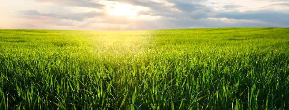 Beautiful green field of young wheat in the morning at dawn in sunlight landscape, panoramic view. Cereal sprouts close-up in nature.
