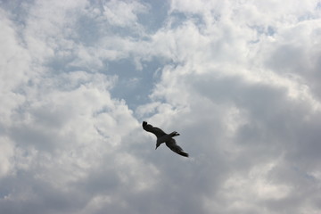 Seagull Clouds Sky