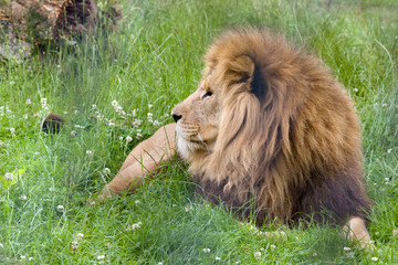 Plakat African lion in grasslands