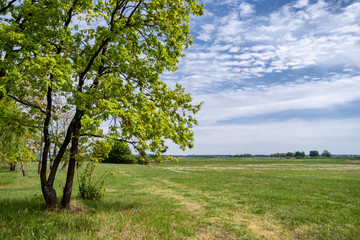 Fototapeta na wymiar Zielony krajobraz Podlasia