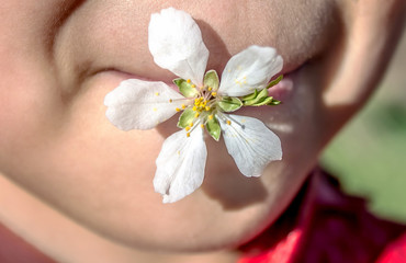 Obraz na płótnie Canvas Fruit tree flowers in spring