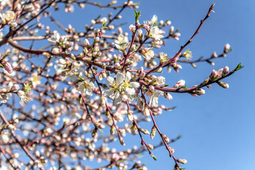 Fruit tree flowers in spring