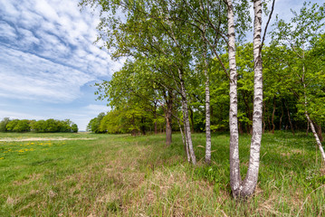 Zielony krajobraz Podlasia