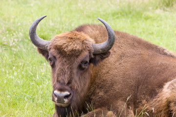 European Bison in grasslands © Anneke