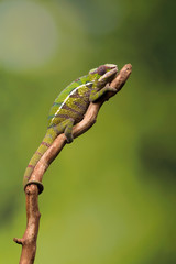 Panther Chameleon on branch
