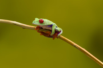 Callidryas Tree Frog