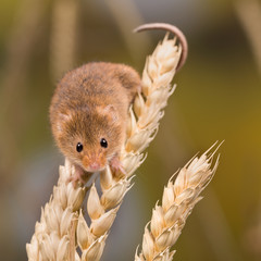 Harvest Mouse climbing