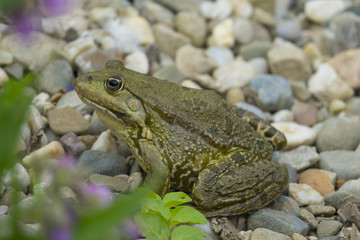 rana esculenta - common european green frog