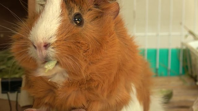 Close up shot of Abyssinian guinea pig eating hay