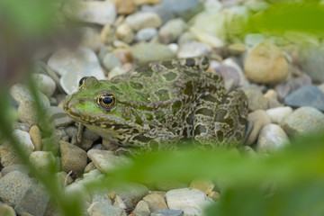 rana esculenta - common european green frog