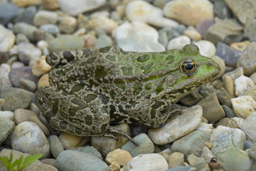 rana esculenta - common european green frog