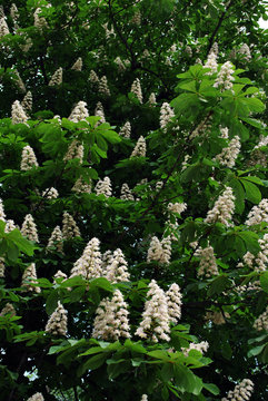 Chestnut tree white flowers and new green leaves, vertical organic background texture