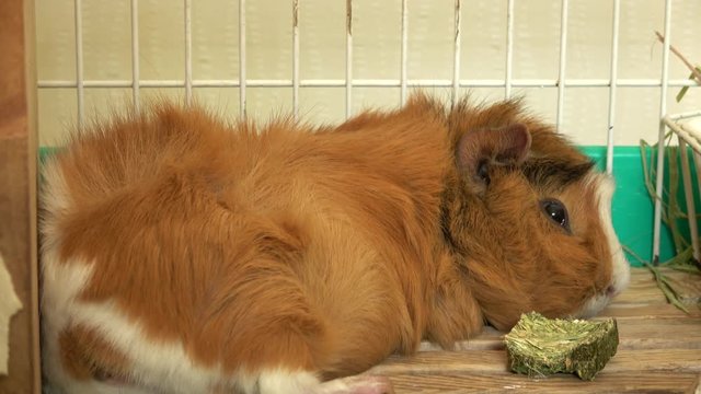 Abyssinian guinea pig sleeping in the cage, 4K