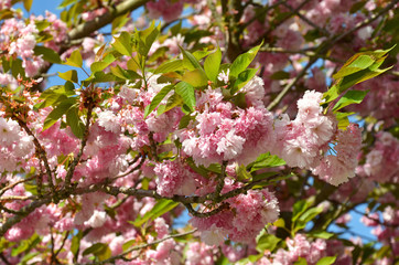Japanische Blütenkirsche
