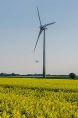 Rapsfeld und Windkraftanlagen 