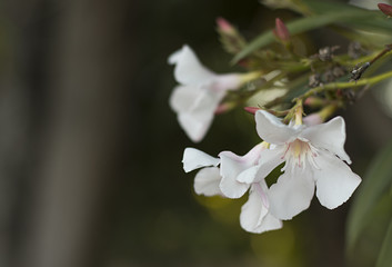 Fiori in parco naturale con sfondo sfuocato. Fiore bianco