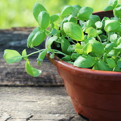 Seedlings of green basil. Young herbs sprouts ready for planting. Gardening concept