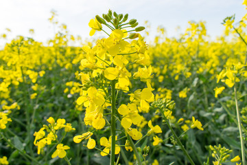 Rapsfeld - Raps im Sommer