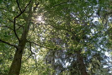 Tree brunch 