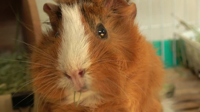 Close up shot of Abyssinian guinea pig eating hay, 4K