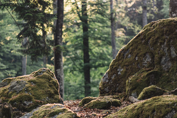 Forest details, rock and woods.