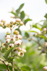 収穫前のブルーベリー