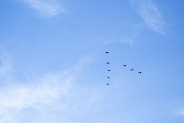 渡り鳥のV字隊列