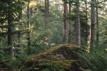 Forest. Natural scenery of beautiful nature. 