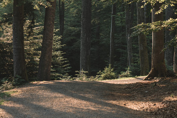 Forest path. Beautiful scenery of forest road. 