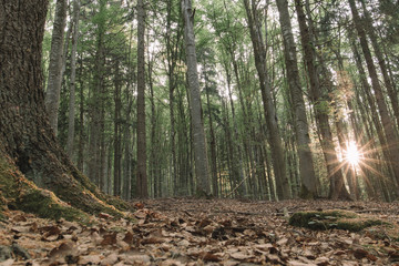 Wide angle view forest landscape