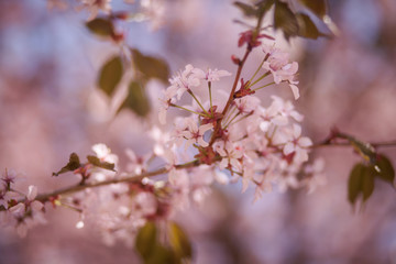 Obraz premium Вишнёвое цветущее дерево