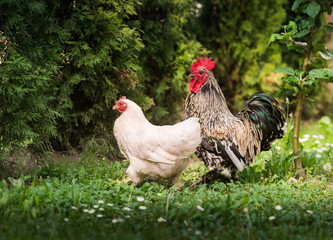 Hen and rooster in the garden