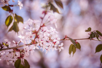 ветка сакуры