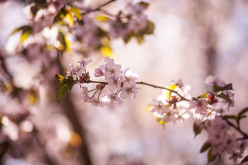 Вишнёвое цветущее дерево