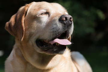 Beautiful big labrador dog portrait