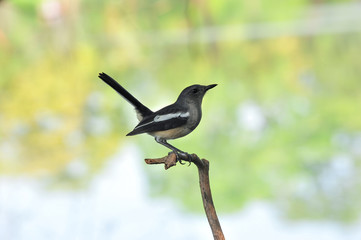 Oriental magpie robin © joesayhello