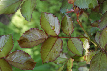 Backdrop of green rose leaves