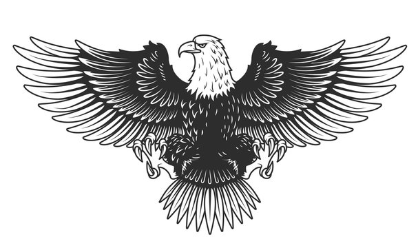 Eagle isolated on white vector illustration.