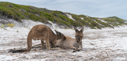 Kangaroos on the white beach of Lucky Bay, Cape Le Grand National Park, Western Australia © alfotokunst