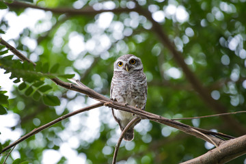 spotted owl in Thailand